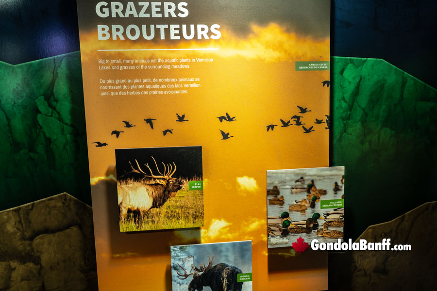 Wildlife Grazers on Sulphur Mountain