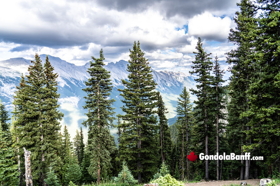 Hiking Trail Views up Sulphur Mountain