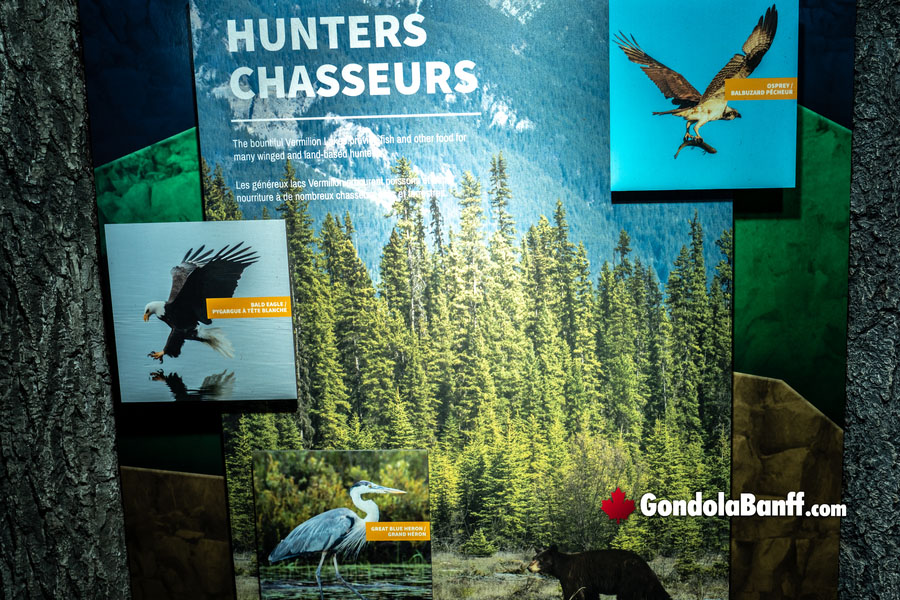 Hunters and Predators on Sulphur Mountain