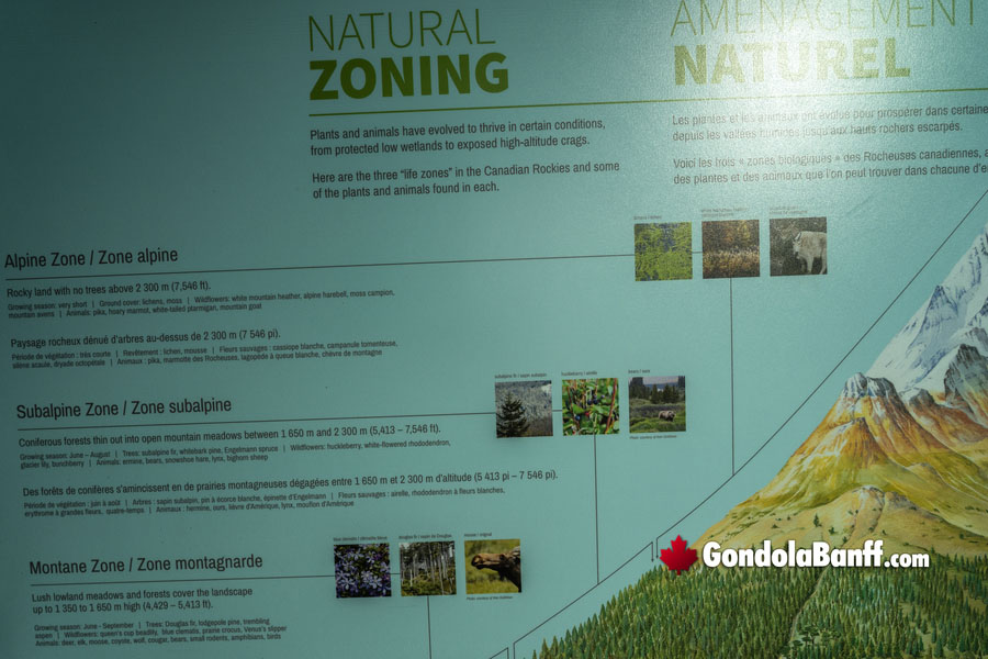 Natural Ecological Zoning of Sulphur Mountain