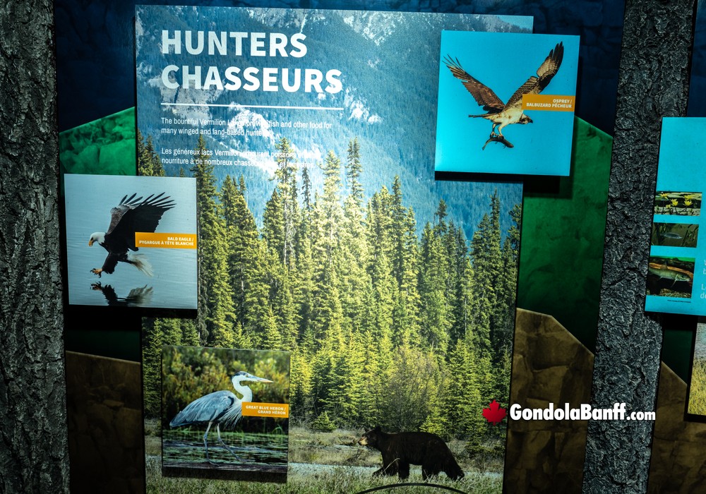 Banff Wildlife Hunters Predators